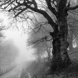 Trees in Winter