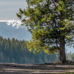 Feldberg View